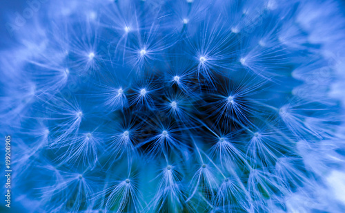 art photo of dandelion close-up on blue background