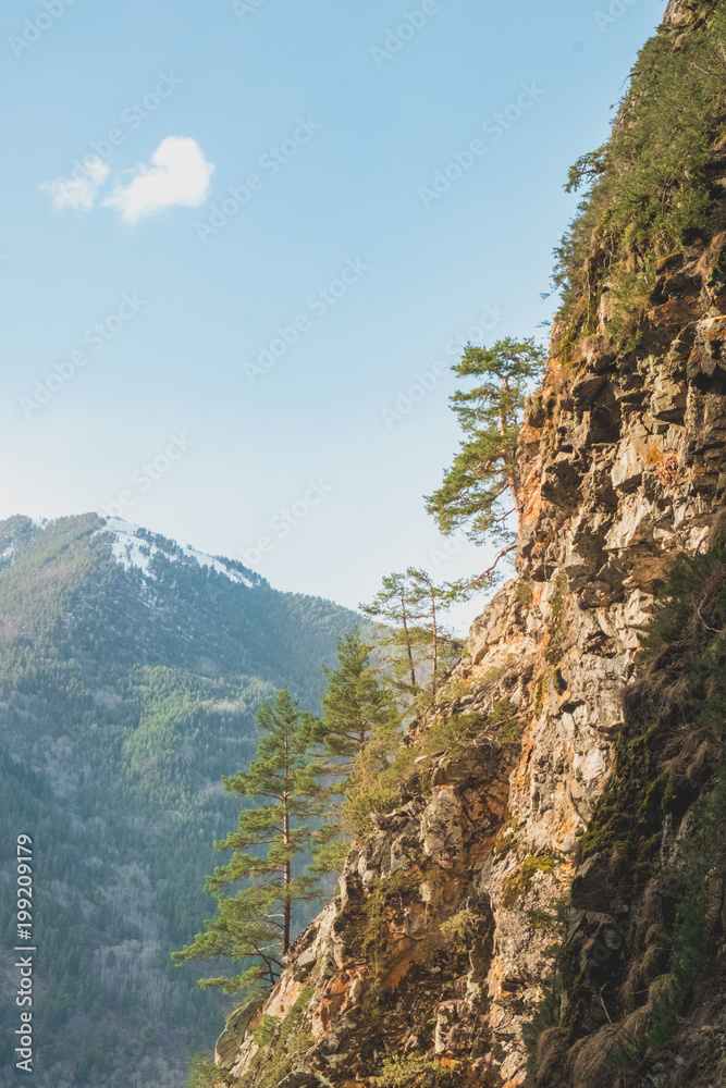 young coniferous trees grow on the rocky slope of the mountain against the backdrop of mountain peaks with snow in the spring