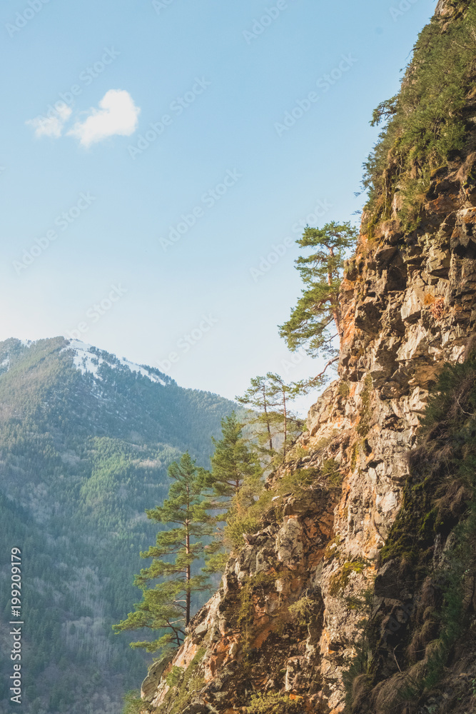 young coniferous trees grow on the rocky slope of the mountain against the backdrop of mountain peaks with snow in the spring young coniferous trees grow on the rocky slope of the mountain against the backdrop of mountain peaks with snow in the spring