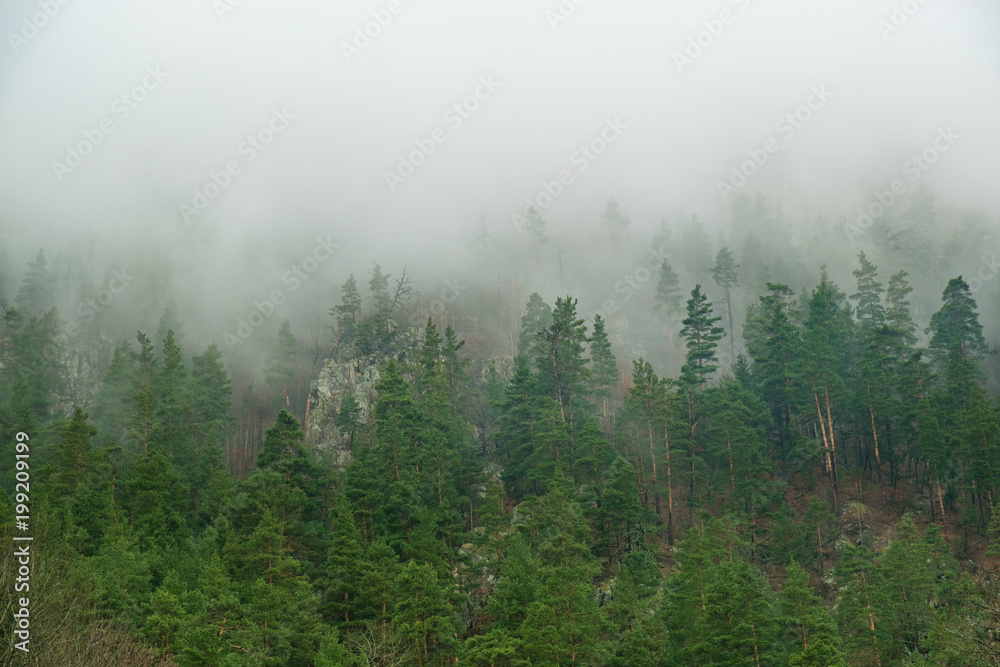 coniferous forest on mountain slopes in fog, trees in haze in early spring