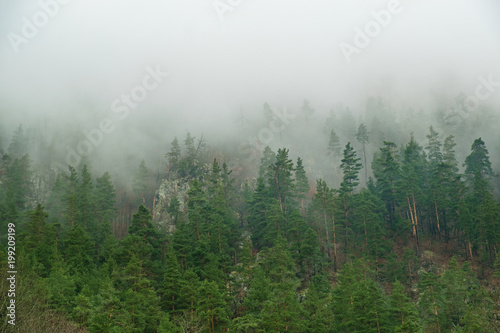 coniferous forest on mountain slopes in fog  trees in haze in early spring