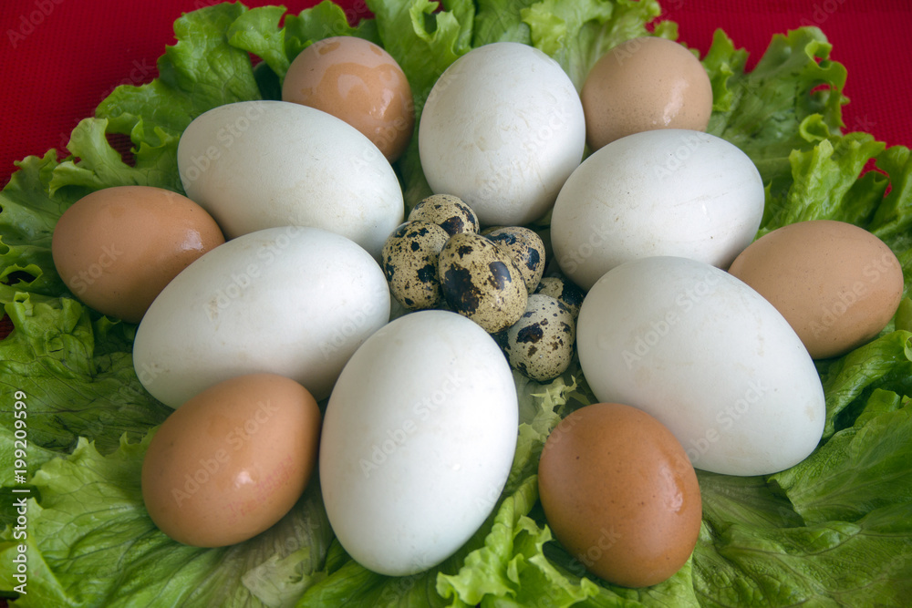 Eggs of quail, hen and duck on green salad leaves on red background. Eggs of quail, hen and duck on green salad leaves on red background.