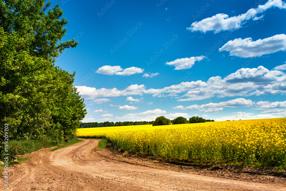Naklejka premium Dirt road in colza flowering field, spring sunny rural scene