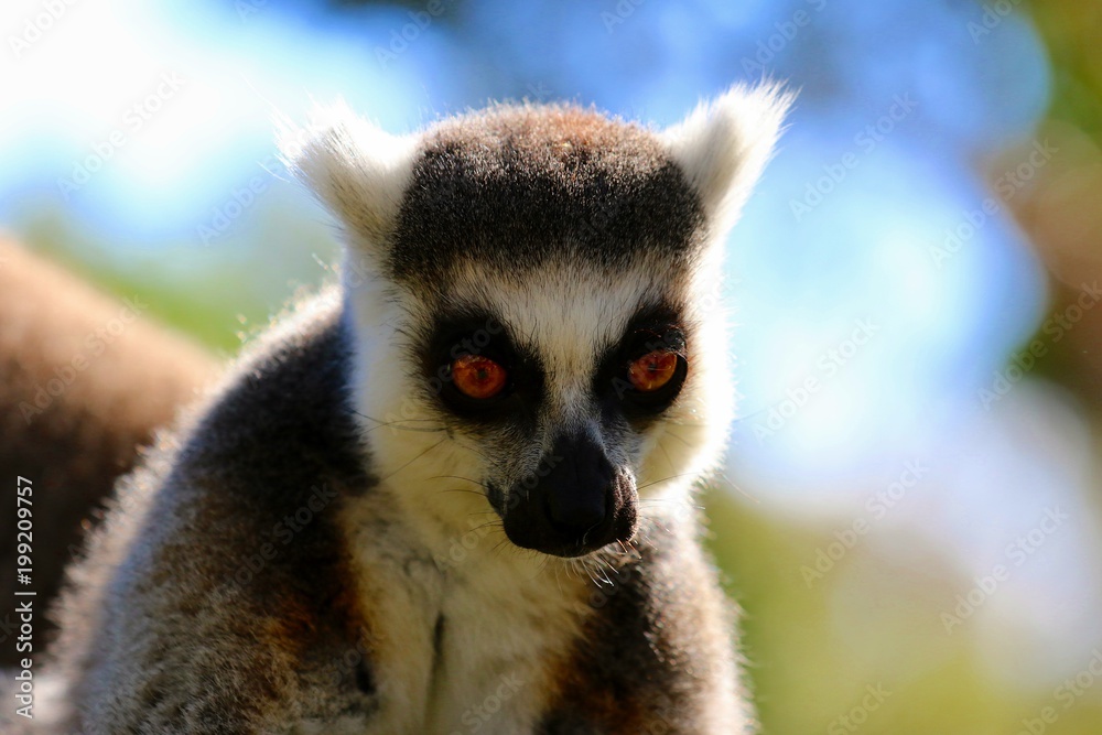 Obraz premium lemur en madagascar
