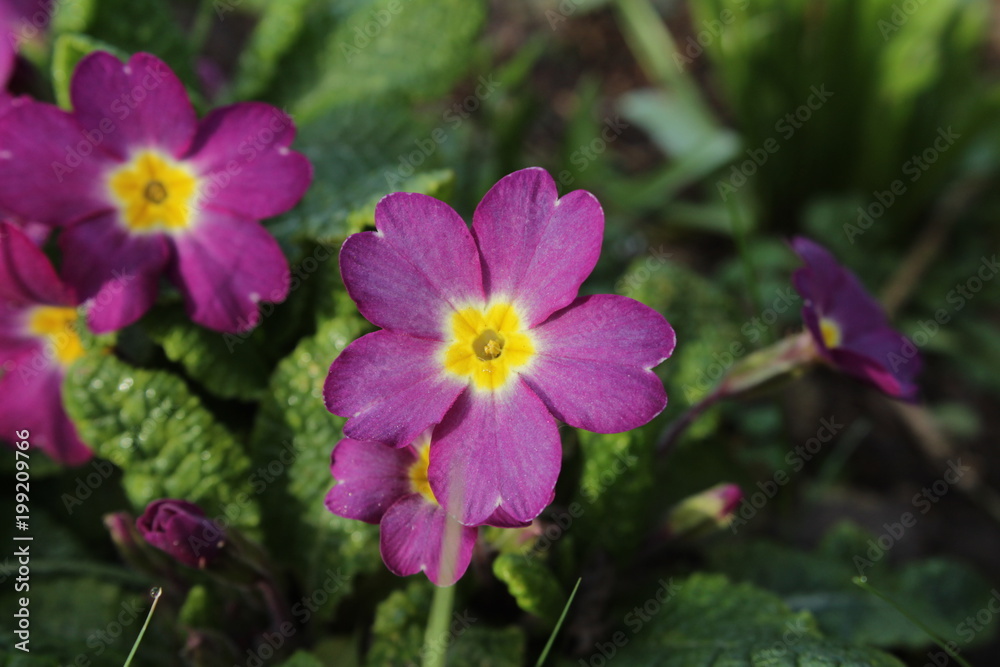 Primrose Primrose