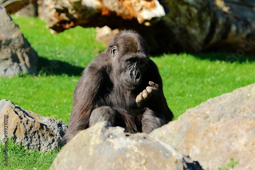 chimpance