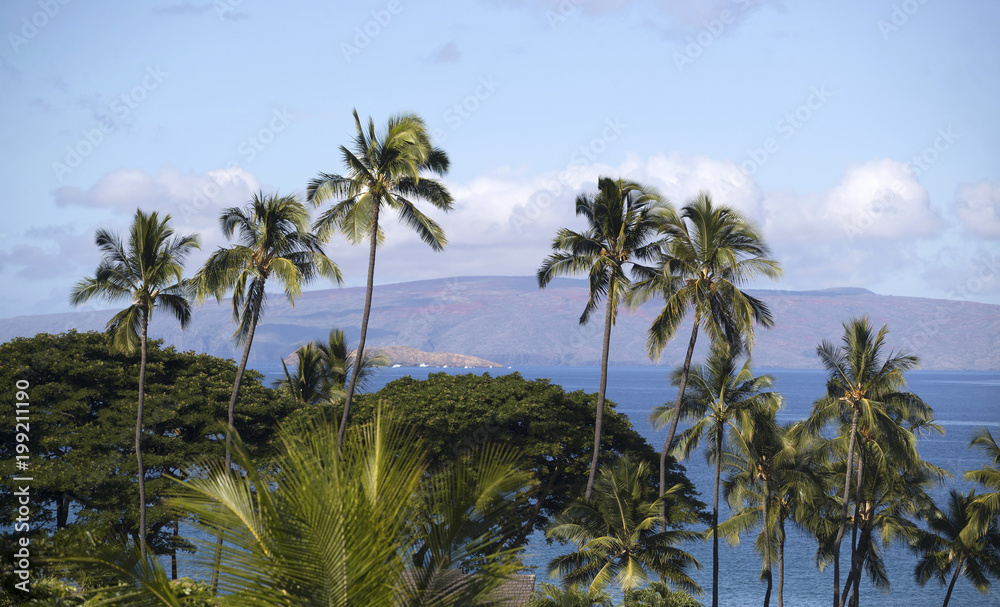 Palm Tree and Island View