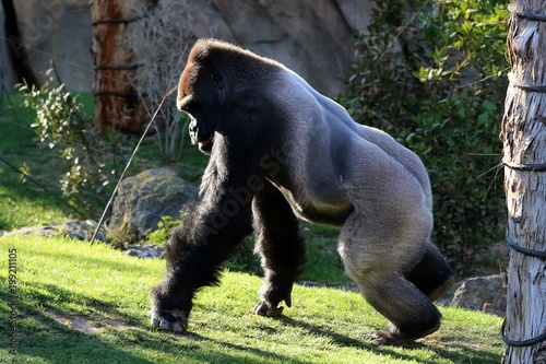 gorila lomo plateado
