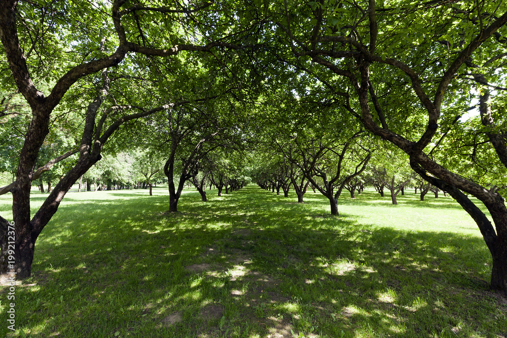 park deciduous trees park deciduous trees
