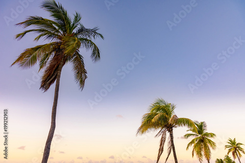 Palm tree against blue sky at sunset