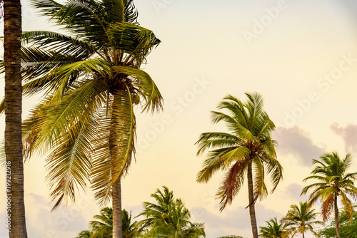 Palm tree against blue sky at sunset