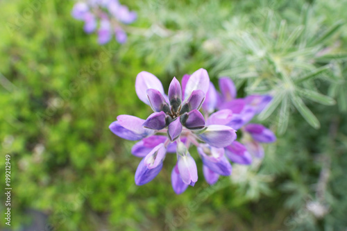 Beautiful Purple Flower Close Up High Quality 