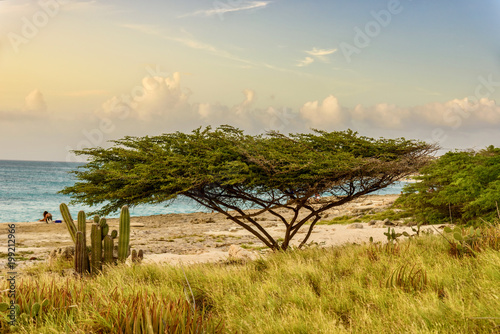 Divi tree plant on a caribbean beach at sunset