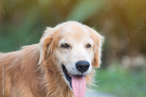 Adorable Golden Retriever on nature background,portrait of a dog