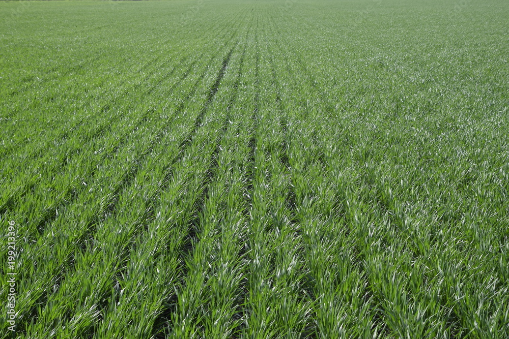 Spring winter wheat field