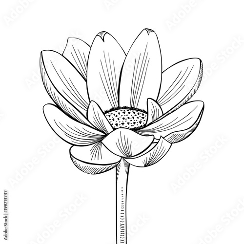 Lotus lily water flower in a vintage woodcut engraved etching style