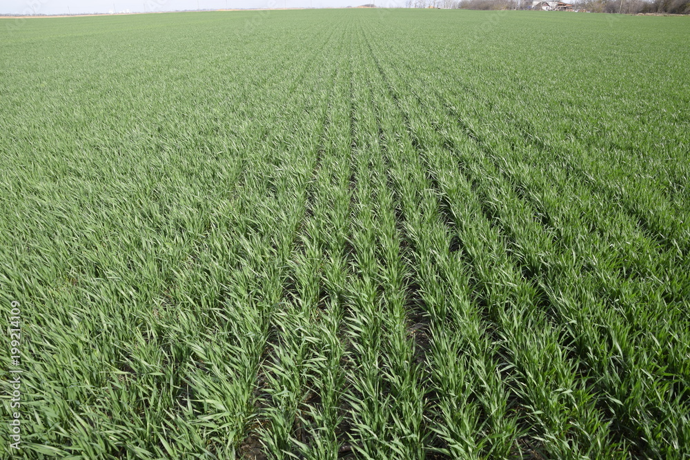 Spring winter wheat field Spring winter wheat field