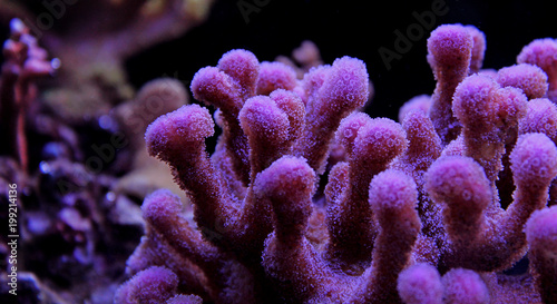 Sps coral in marine aquarium