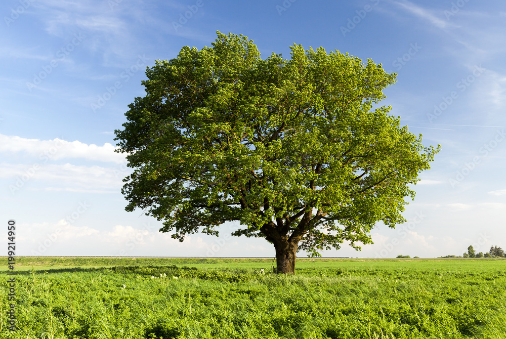 Obraz premium tall oak tree