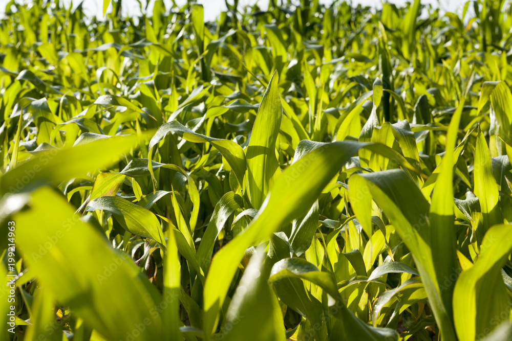 Fototapeta premium Fresh corn