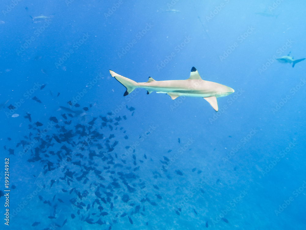 Obraz premium Sharks swimming in Bora Bora Island in French Polynesia during snorkeling on this island paradise and turquoise blue water.