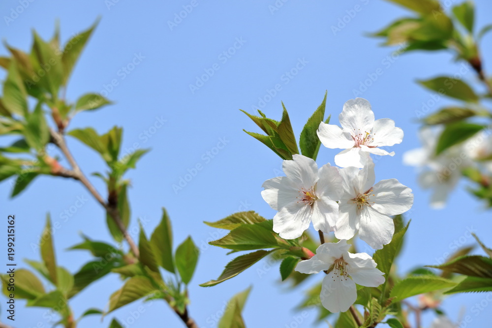 桜と新緑