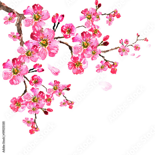 sakura tree  watercolor, cherry bloom © aboard