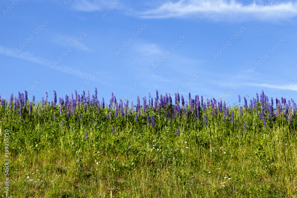 purple lupine