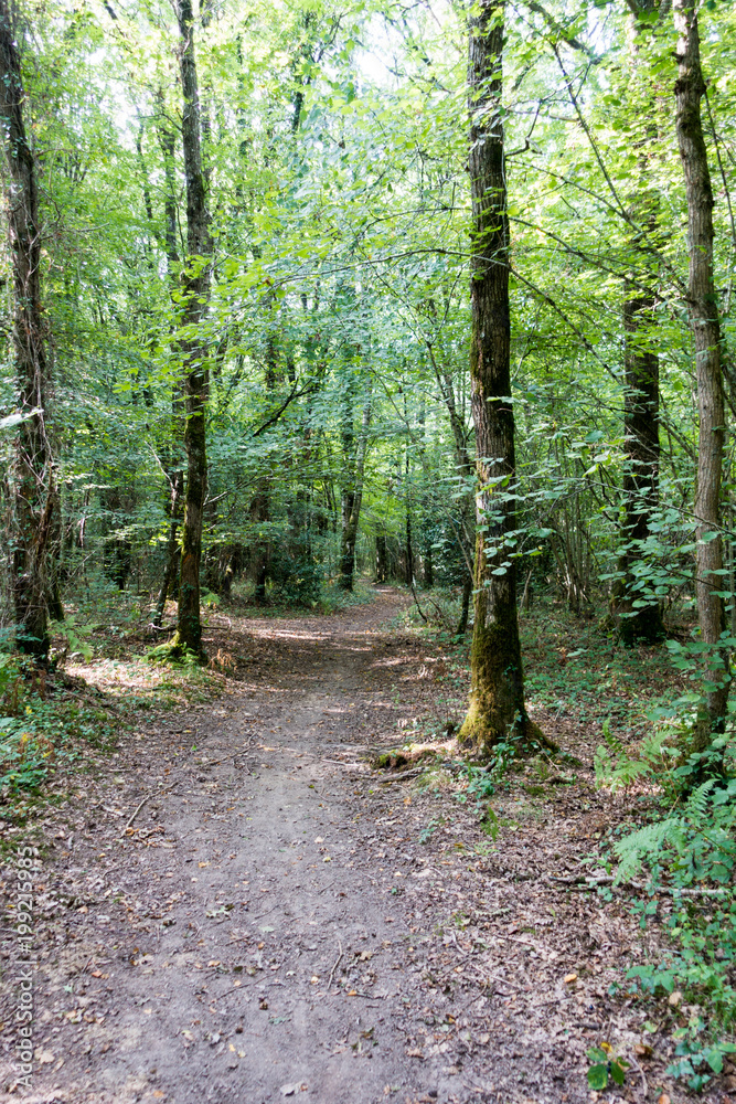 Fototapeta premium Path between trees, Brittany, France, Europe