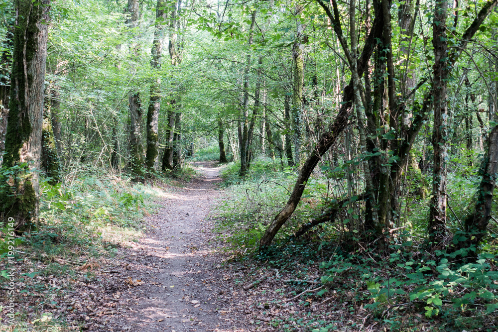 Path between trees, Brittany, France, Europe Path between trees, Brittany, France, Europe