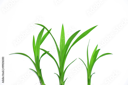 Green leaves isolated on white background Pandanus leaf