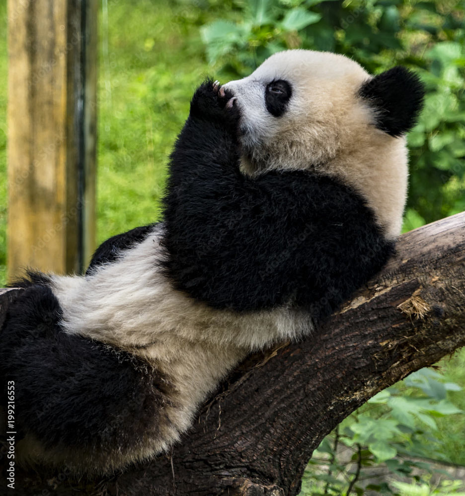 Obraz premium Panda Licking Paw