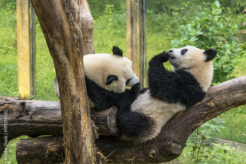 Fototapeta Naklejka Na Ścianę i Meble -  Pandas Playing