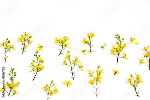 Beautiful yellow flowers isolated on white background