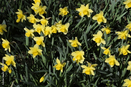 Spring flowering bulb plants in the flowerbed. Flowers daffodil yellow © eleonimages