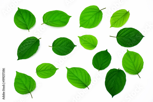 Green leaves isolated on white background © หอมกลิ่น กล้วยไม้
