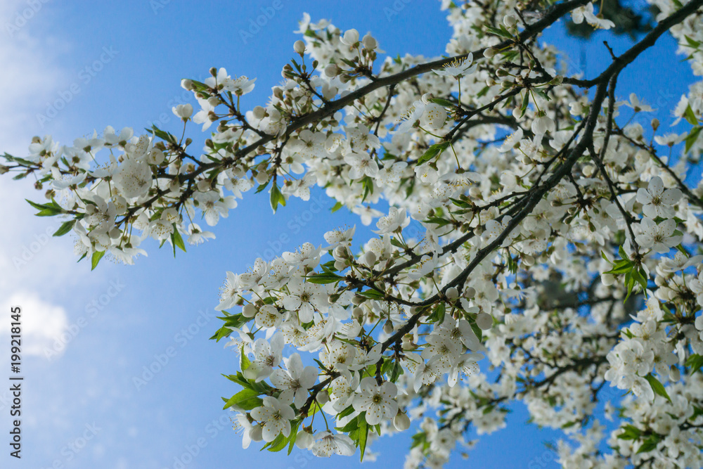 branch of cherry tree spring blossom blooming against blue sky branch of cherry tree spring blossom blooming against blue sky