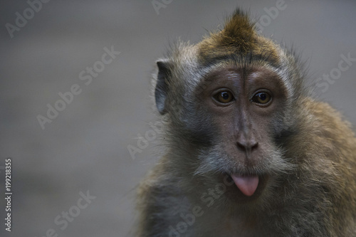 Close-up portrait of monkey sticking out tongue