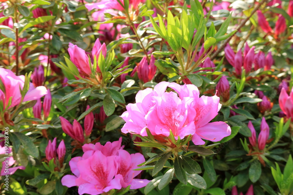 つつじの花