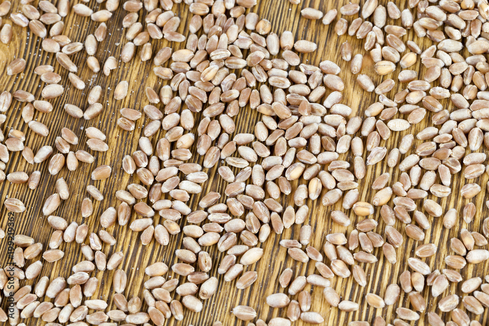 wheat seeds, closeup wheat seeds, closeup
