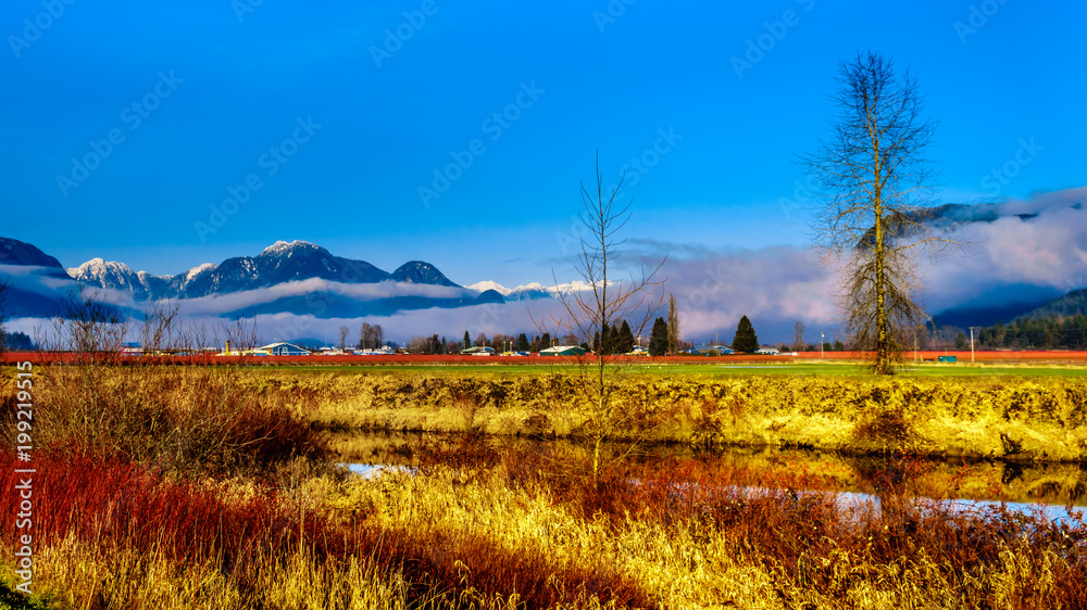 Winter colors of farmers' fields in Pitt Polder near Maple Ridge in the Fraser Valley of British Columbia, Canada. On a clear and cold winter day with Snow capped Coast Mountains in the background