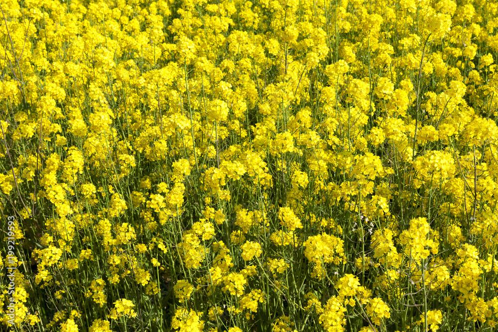 Fototapeta premium Yellow blossoming rape