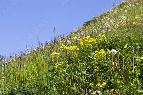 spring landscape