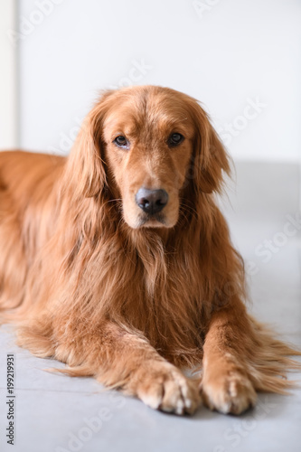 Cute golden retriever on the ground © chendongshan