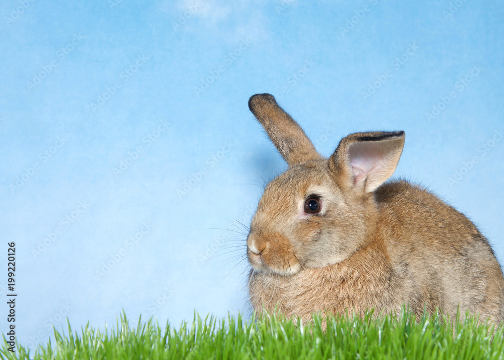 Fototapeta premium Brown bunny in green grass with blue background. A domestic rabbit, more commonly known as a pet rabbit, a bunny, or a bunny rabbit is any of the domesticated varieties of the European rabbit species.