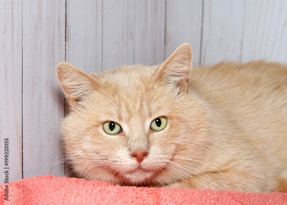 Orange cat blanket online
