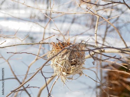 Winter Bird Nest