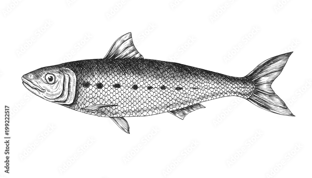 Fototapeta premium Hand drawn sardine fish