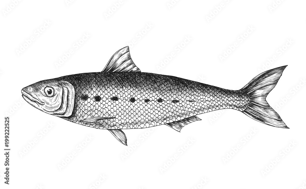 Fototapeta premium Hand drawn sardine fish