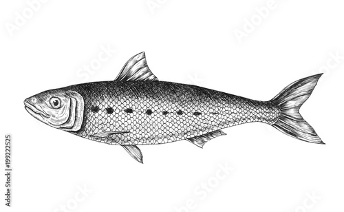 Hand drawn sardine fish